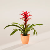 Bromeliad Guzmania - Indoor Plants - PB_GUZ_ECO_CH_4IN1 - Varnish + Vine - 52