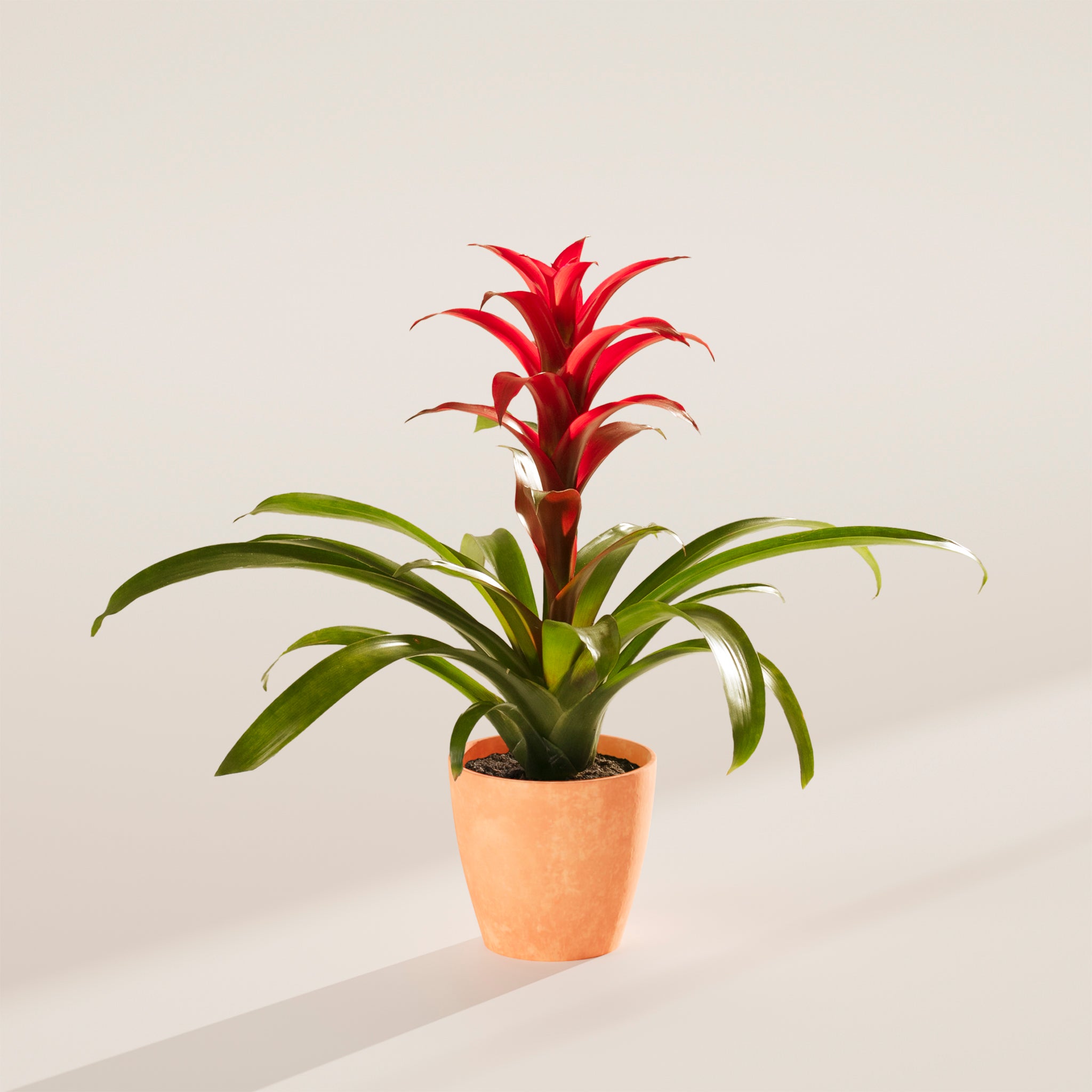 Bromeliad Guzmania - Indoor Plants - PB_GUZ_ECO_CH_4IN1 - Varnish + Vine - 52
