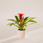 Bromeliad Guzmania - Indoor Plants - PB_GUZ_ECO_CO_6IN1 - Varnish + Vine - 33