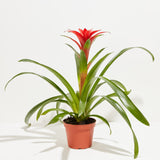 Bromeliad Guzmania - Indoor Plants - PB_GUZ_CP_GW_4IN1 - Varnish + Vine - 7