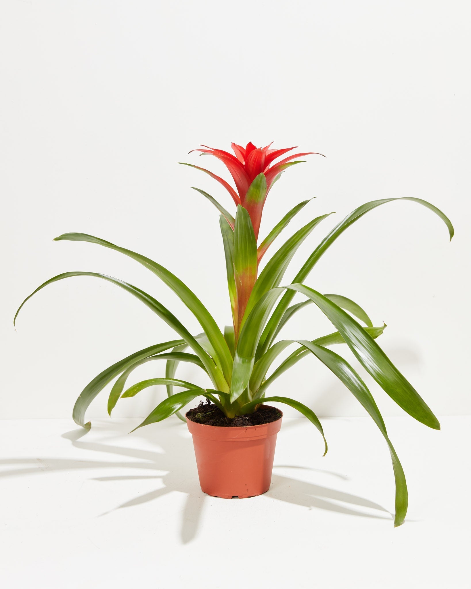 Bromeliad Guzmania - Indoor Plants - PB_GUZ_CP_GW_4IN1 - Varnish + Vine - 7