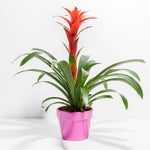 Bromeliad Guzmania - Indoor Plants - PB_GUZ_CP_FU_6IN1 - Varnish + Vine - 16