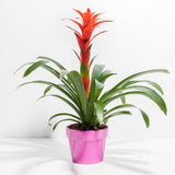 Bromeliad Guzmania - Indoor Plants - PB_GUZ_CP_FU_6IN1 - Varnish + Vine - 16