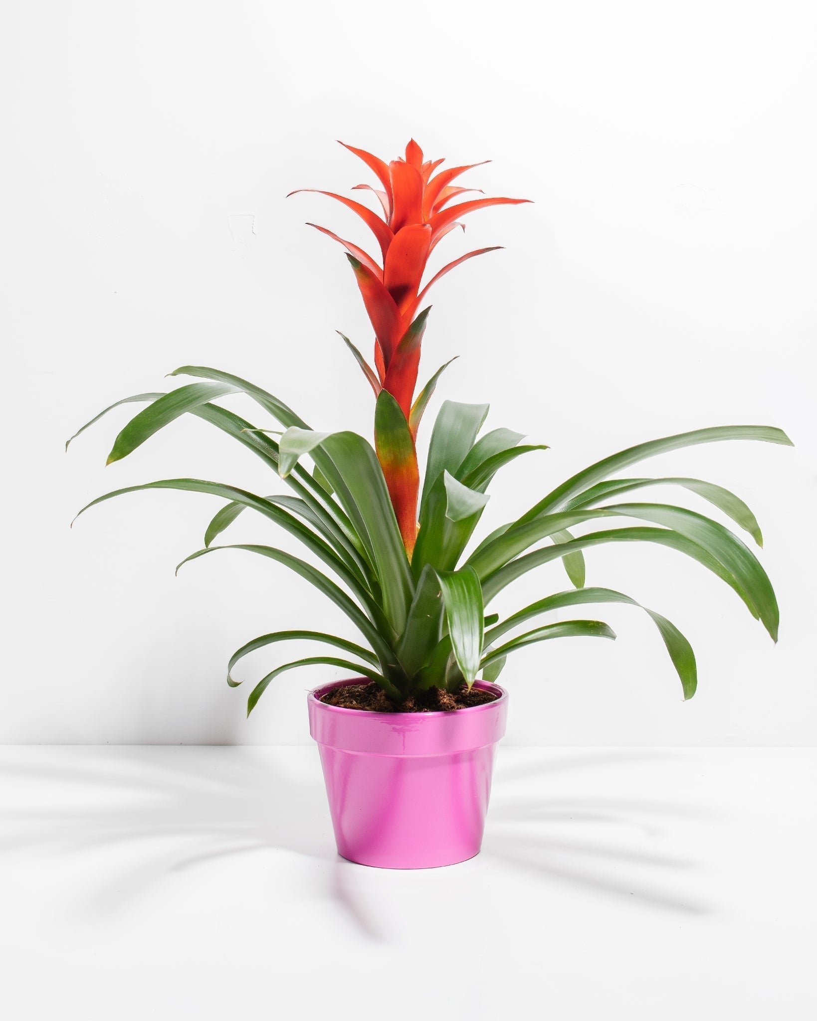 Bromeliad Guzmania - Indoor Plants - PB_GUZ_CP_FU_6IN1 - Varnish + Vine - 16