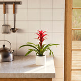 Bromeliad Guzmania - Indoor Plants - PL_GUZ_6IN1 - Varnish + Vine - 47