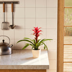 Bromeliad Guzmania - Indoor Plants - PB_GUZ_ECO_EG_4IN1 - Varnish + Vine - 59