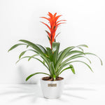 Bromeliad Guzmania - Indoor Plants - PB_GUZ_CP_GW_4IN1 - Varnish + Vine - 12