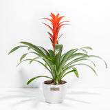 Bromeliad Guzmania - Indoor Plants - PB_GUZ_CP_GW_4IN1 - Varnish + Vine - 12