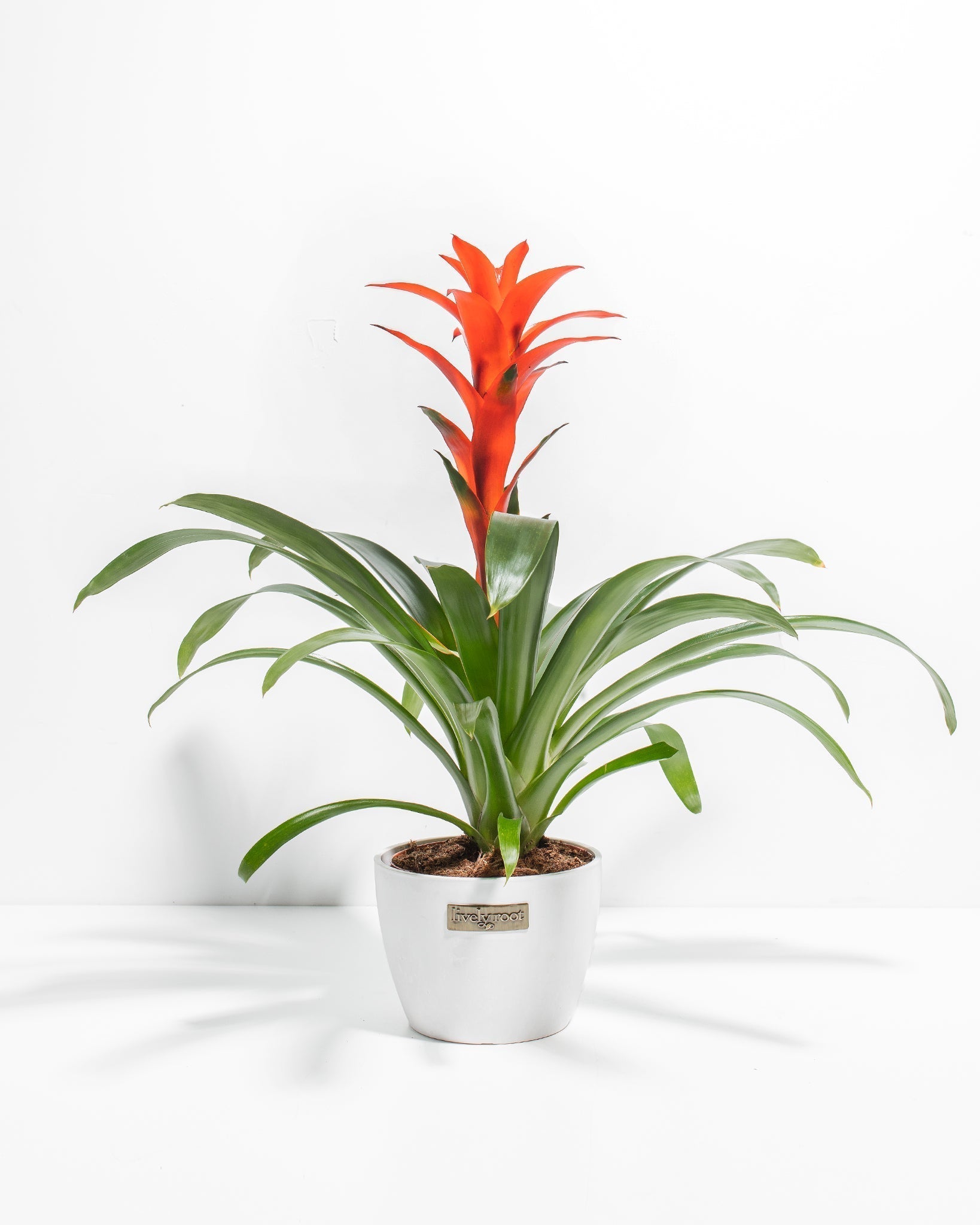 Bromeliad Guzmania - Indoor Plants - PB_GUZ_CP_GW_4IN1 - Varnish + Vine - 12
