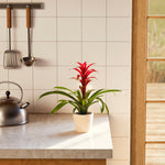 Bromeliad Guzmania - Indoor Plants - PL_GUZ_4IN1 - Varnish + Vine - 1