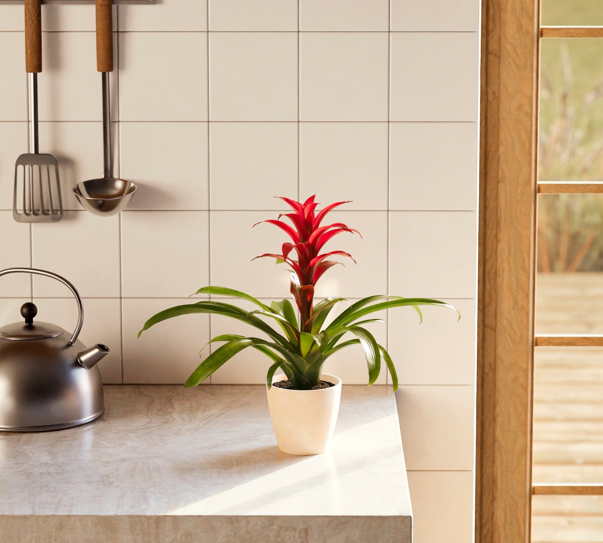 Bromeliad Guzmania - Indoor Plants - PL_GUZ_4IN1 - Varnish + Vine - 1