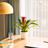 Bromeliad Guzmania - Indoor Plants - PB_GUZ_ECO_CH_6IN1 - Varnish + Vine - 32