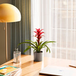 Bromeliad Guzmania - Indoor Plants - PL_GUZ_6IN1 - Varnish + Vine - 42