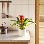 Bromeliad Guzmania - Indoor Plants - PB_GUZ_BAS_LI_6IN1 - Varnish + Vine - 25