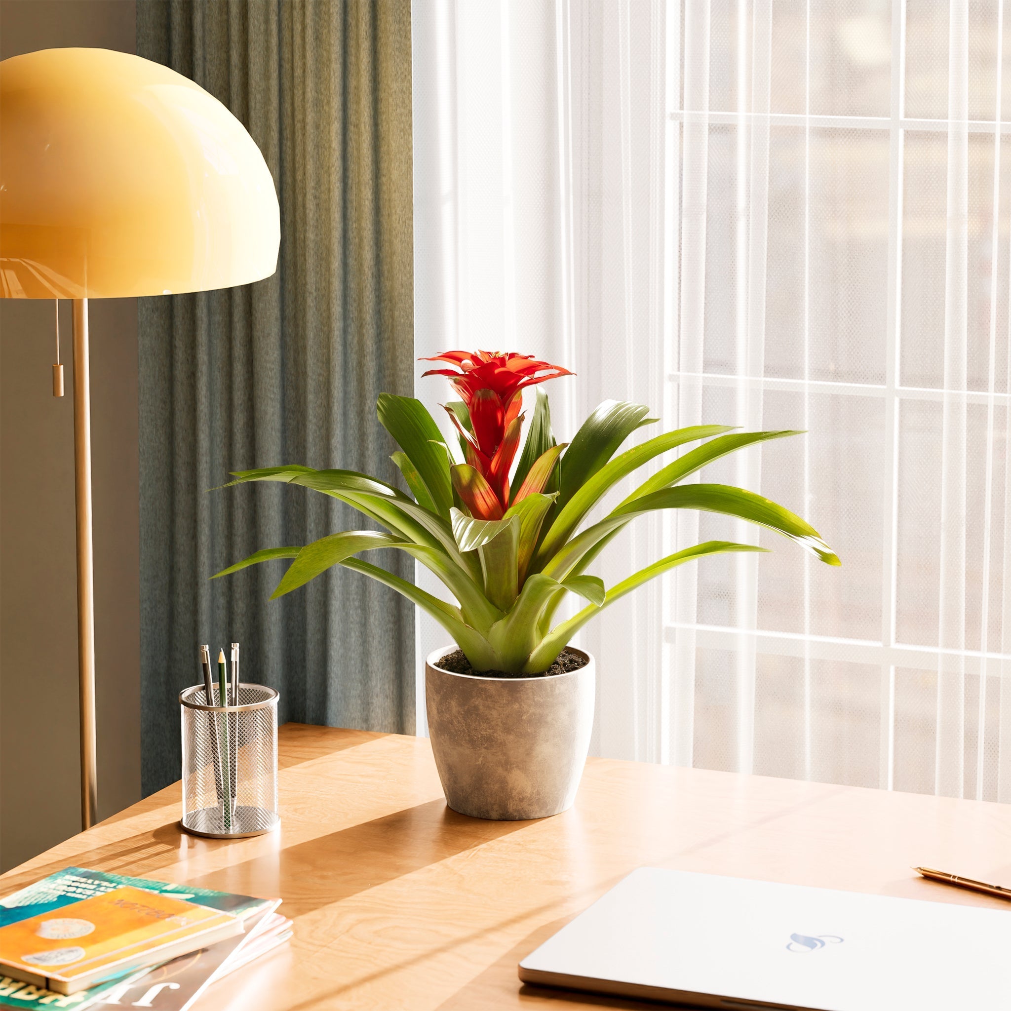 Bromeliad Guzmania - Indoor Plants - PB_GUZ_ECO_CO_6IN1 - Varnish + Vine - 35