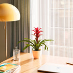 Bromeliad Guzmania - Indoor Plants - PL_GUZ_6IN1 - Varnish + Vine - 51