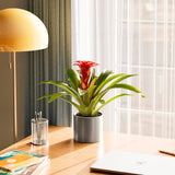 Bromeliad Guzmania - Indoor Plants - PB_GUZ_BAS_LI_6IN1 - Varnish + Vine - 20