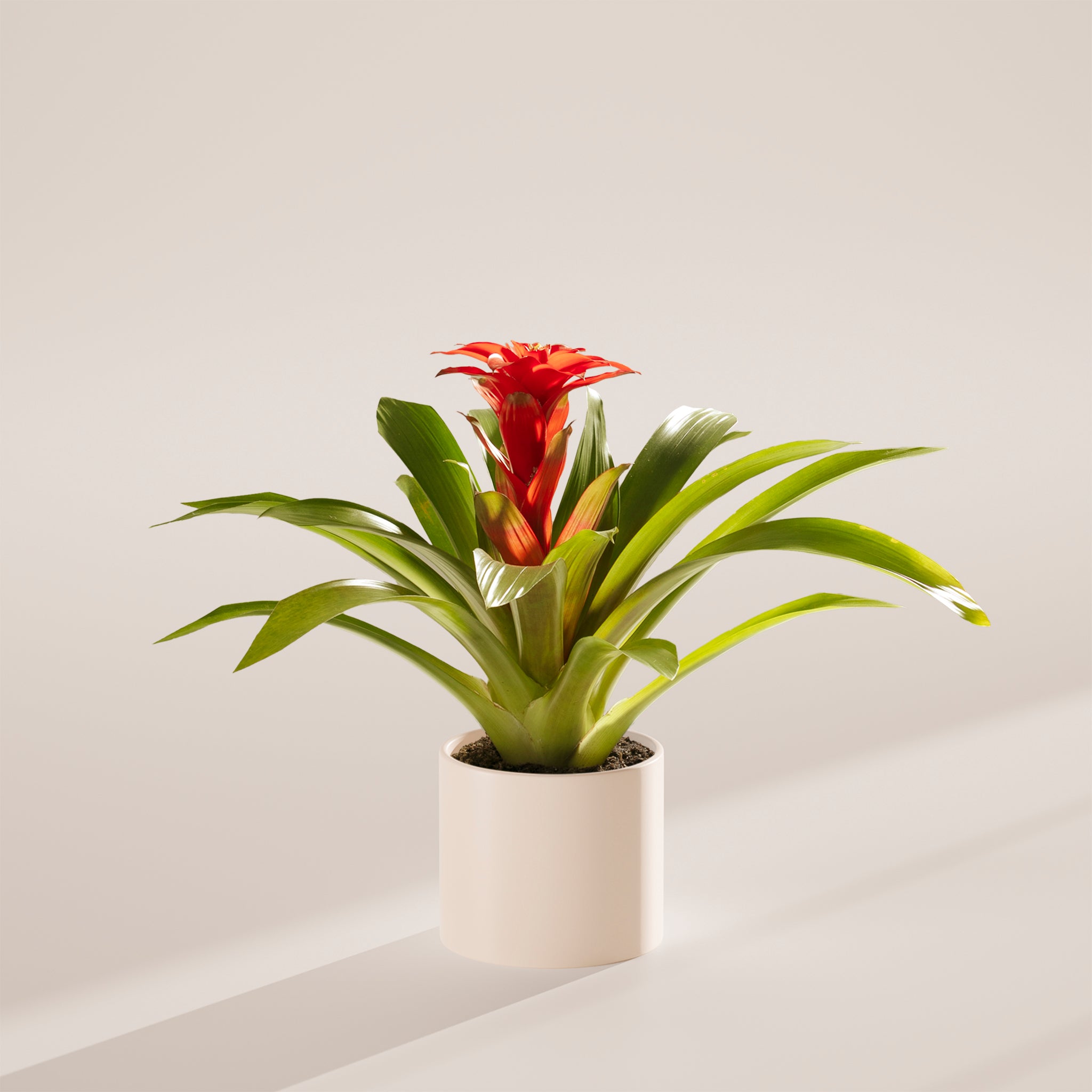Bromeliad Guzmania - Indoor Plants - PB_GUZ_BAS_LI_6IN1 - Varnish + Vine - 27
