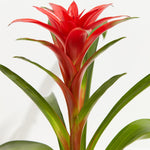 Bromeliad Guzmania - Indoor Plants - PL_GUZ_4IN1 - Varnish + Vine - 4