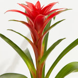 Bromeliad Guzmania - Indoor Plants - PL_GUZ_4IN1 - Varnish + Vine - 4