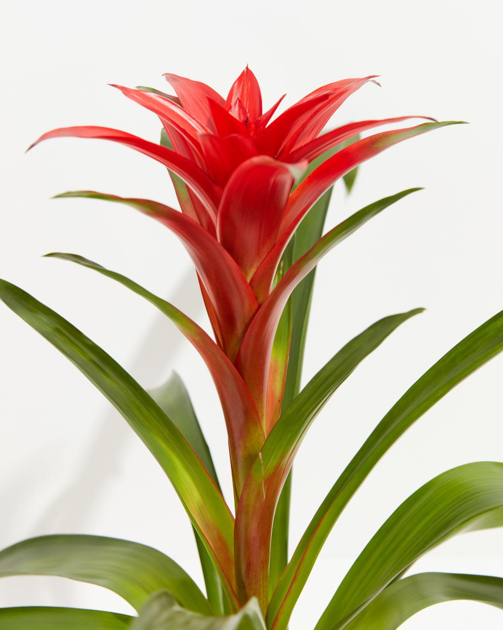 Bromeliad Guzmania - Indoor Plants - PL_GUZ_4IN1 - Varnish + Vine - 4