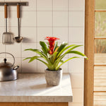 Bromeliad Guzmania - Indoor Plants - PB_GUZ_ECO_CO_6IN1 - Varnish + Vine - 34