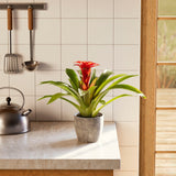 Bromeliad Guzmania - Indoor Plants - PB_GUZ_ECO_CO_6IN1 - Varnish + Vine - 34