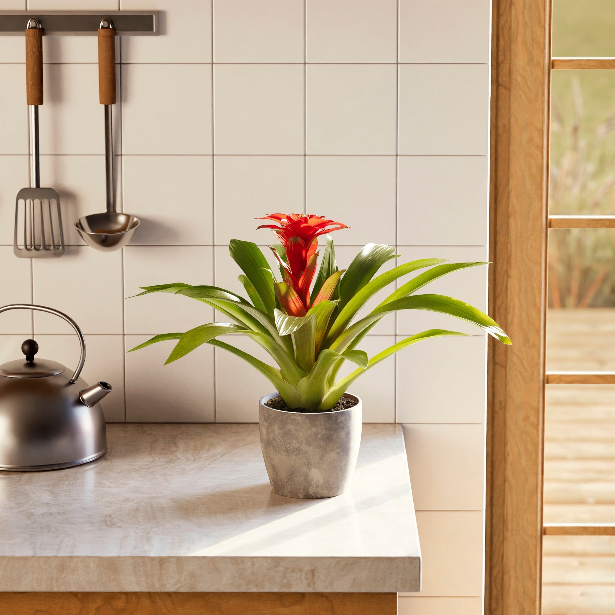 Bromeliad Guzmania - Indoor Plants - PB_GUZ_ECO_CO_6IN1 - Varnish + Vine - 34