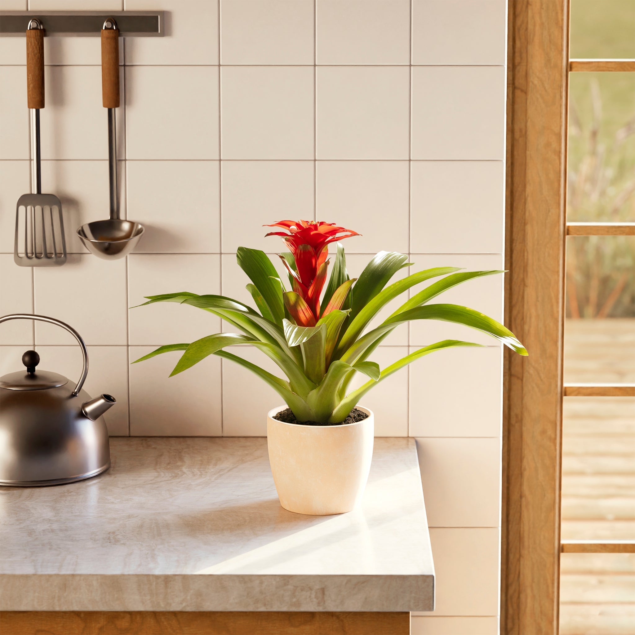 Bromeliad Guzmania - Indoor Plants - PB_GUZ_ECO_EG_6IN1 - Varnish + Vine - 37