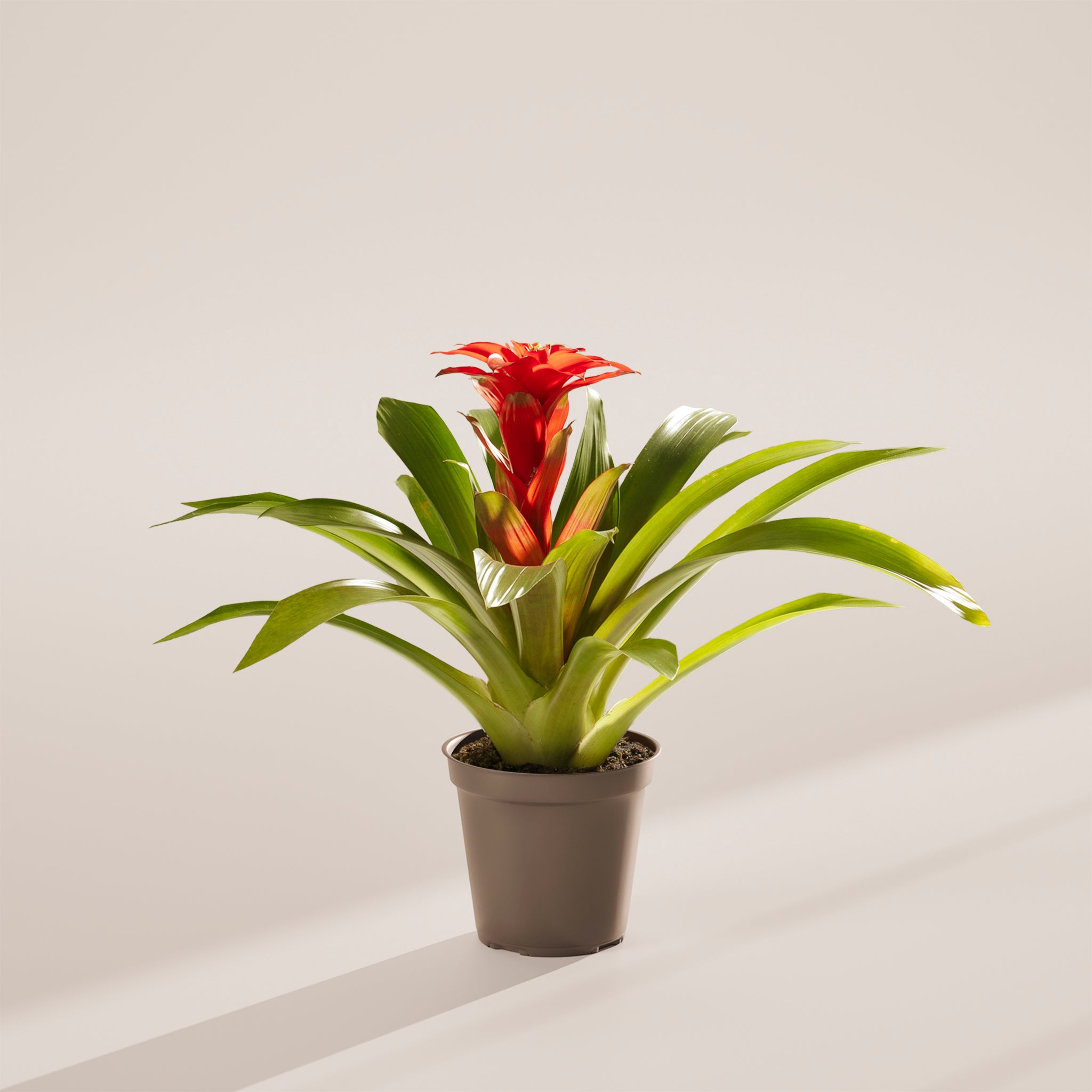 Bromeliad Guzmania - Indoor Plants - PL_GUZ_6IN1 - Varnish + Vine - 40