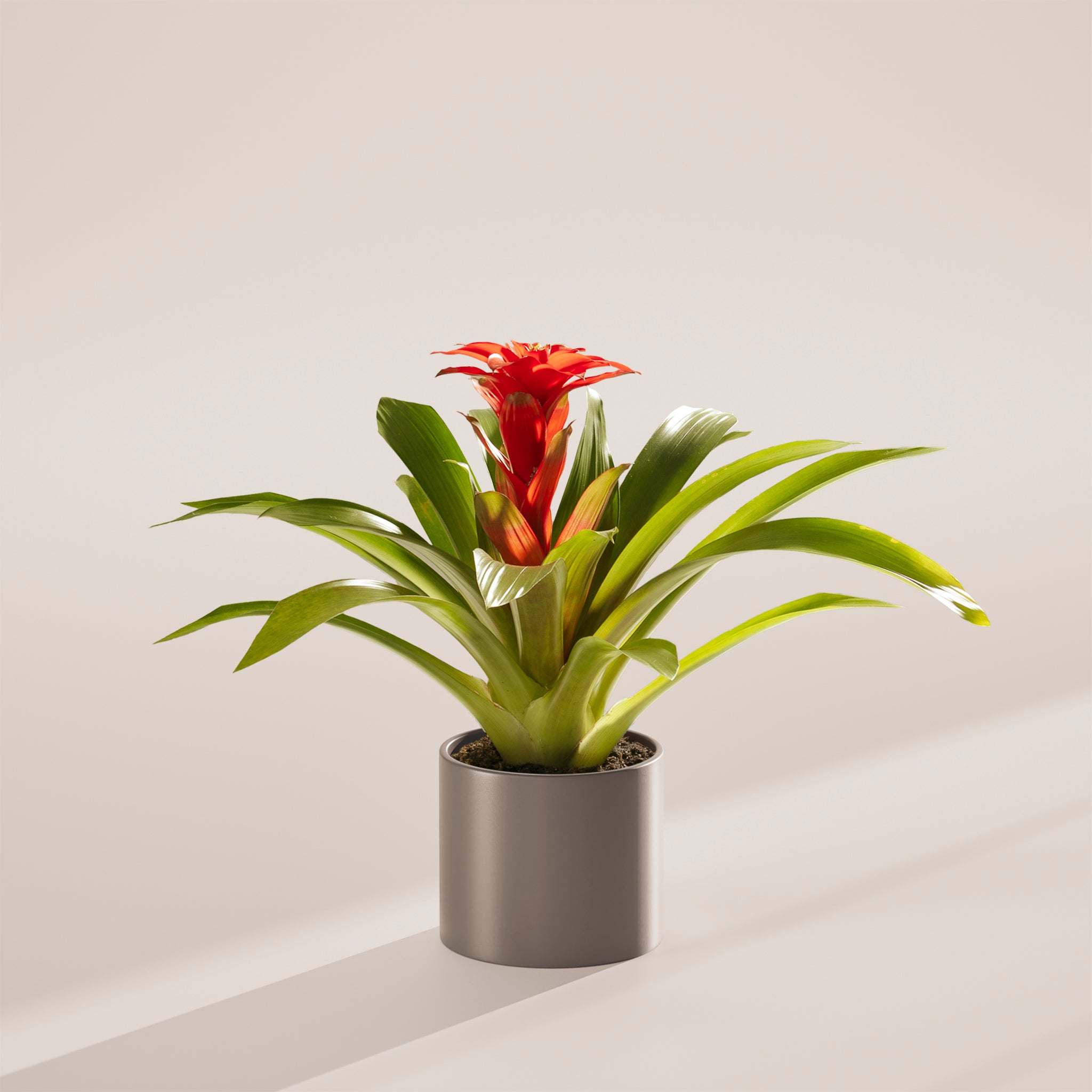 Bromeliad Guzmania - Indoor Plants - PB_GUZ_BAS_LI_6IN1 - Varnish + Vine - 21