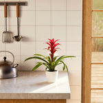 Bromeliad Guzmania - Indoor Plants - PB_GUZ_ECO_CH_4IN1 - Varnish + Vine - 53