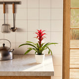 Bromeliad Guzmania - Indoor Plants - PB_GUZ_ECO_CH_4IN1 - Varnish + Vine - 53