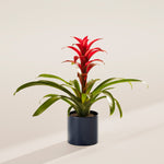Bromeliad Guzmania - Indoor Plants - PL_GUZ_6IN1 - Varnish + Vine - 46