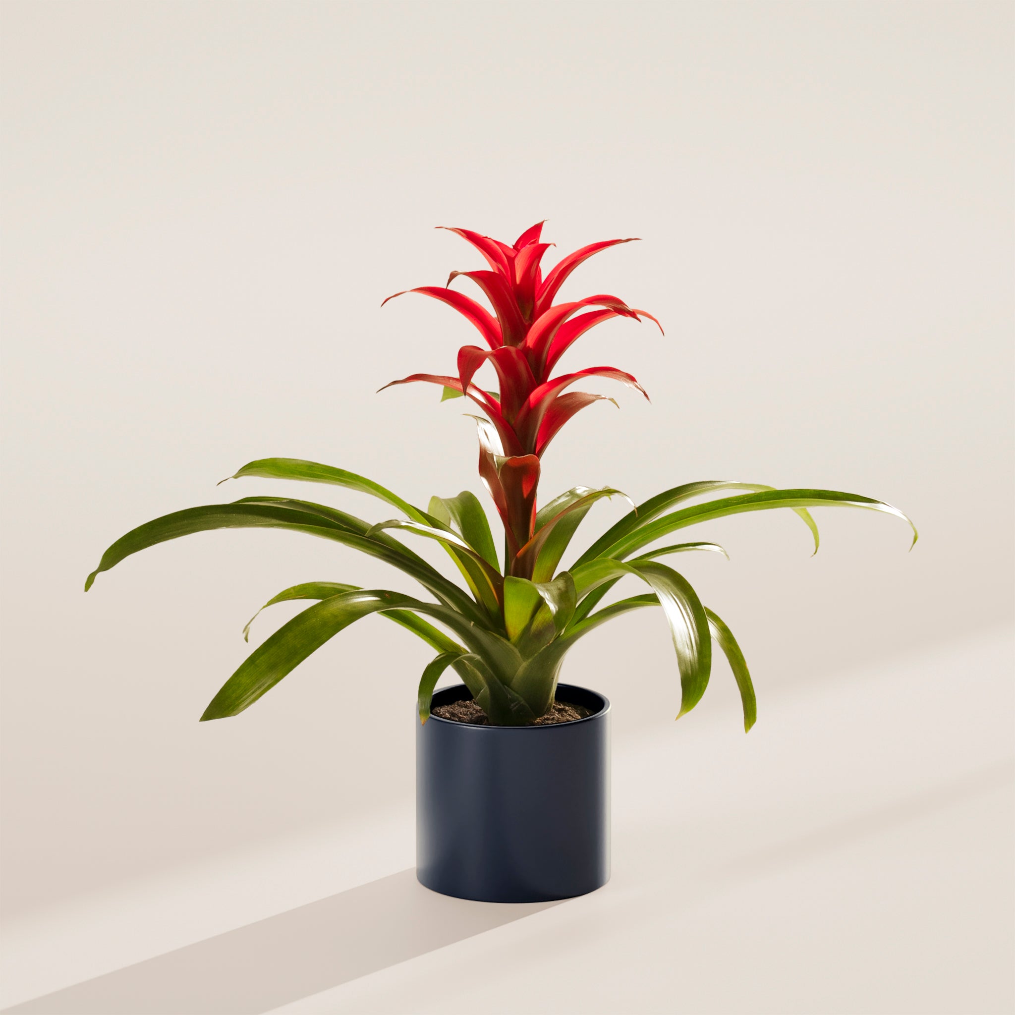 Bromeliad Guzmania - Indoor Plants - PL_GUZ_6IN1 - Varnish + Vine - 46