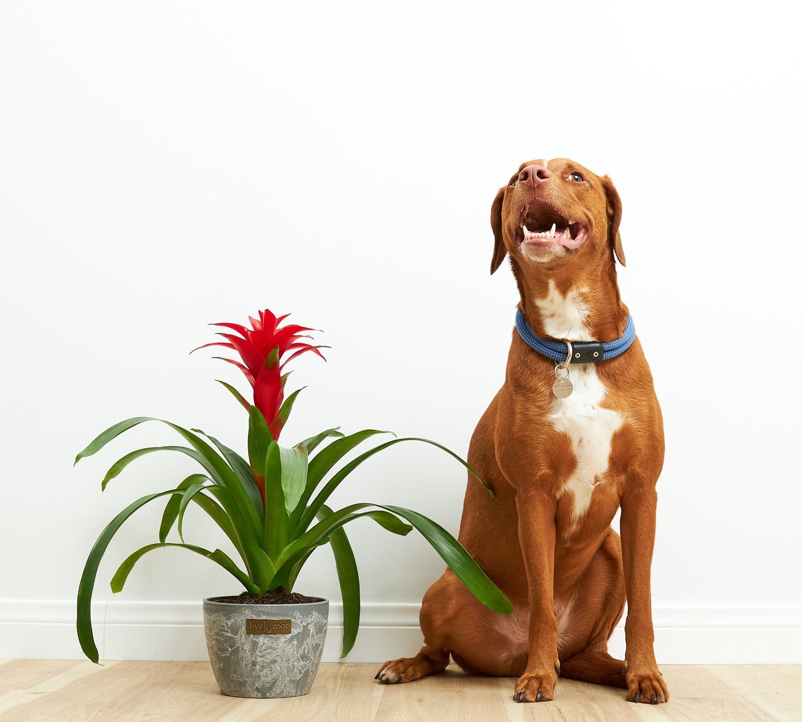 Bromeliad Guzmania - Indoor Plants - PL_GUZ_4IN1 - Varnish + Vine - 3