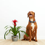 Bromeliad Guzmania - Indoor Plants - PL_GUZ_4IN1 - Varnish + Vine - 3