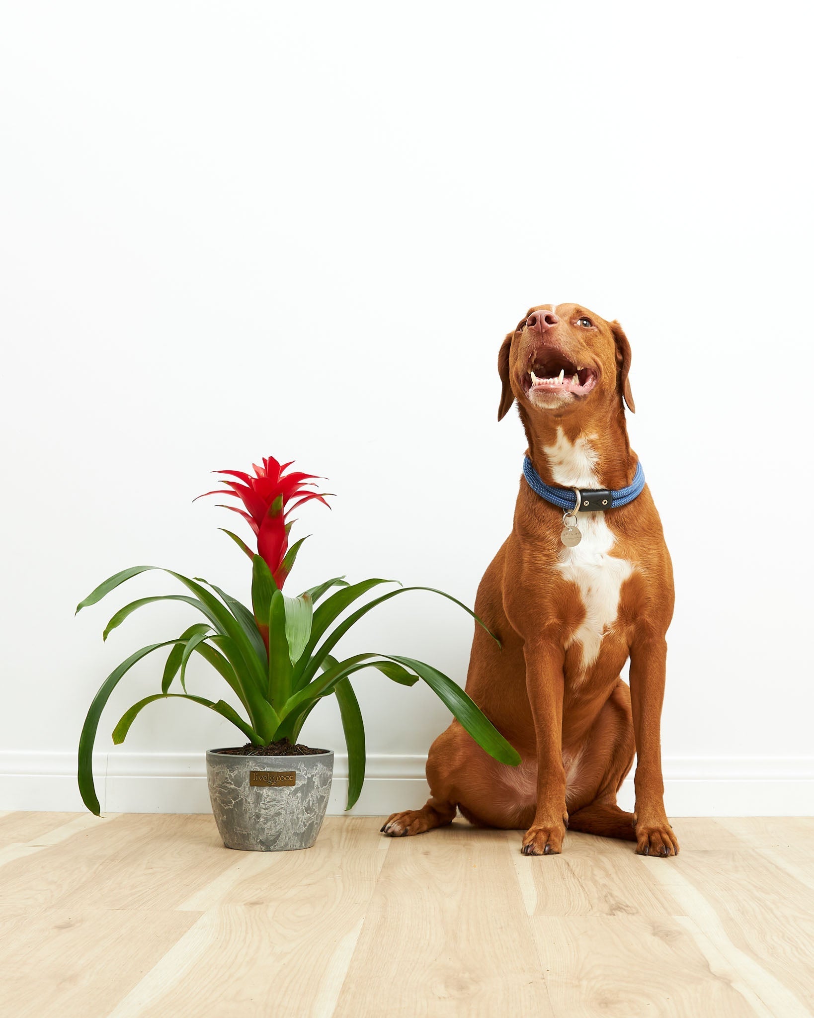 Bromeliad Guzmania - Indoor Plants - PL_GUZ_4IN1 - Varnish + Vine - 3