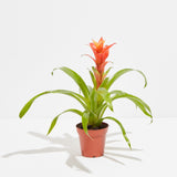 Bromeliad Guzmania - Indoor Plants - PB_GUZ_CP_GW_4IN1 - Varnish + Vine - 6
