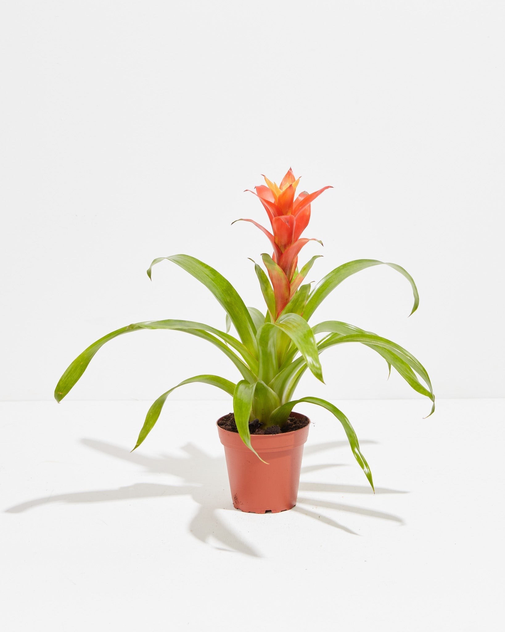 Bromeliad Guzmania - Indoor Plants - PB_GUZ_CP_GW_4IN1 - Varnish + Vine - 6