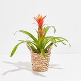 Bromeliad Guzmania - Indoor Plants - PB_GUZ_BAS_LI_4IN1 - Varnish + Vine - 17