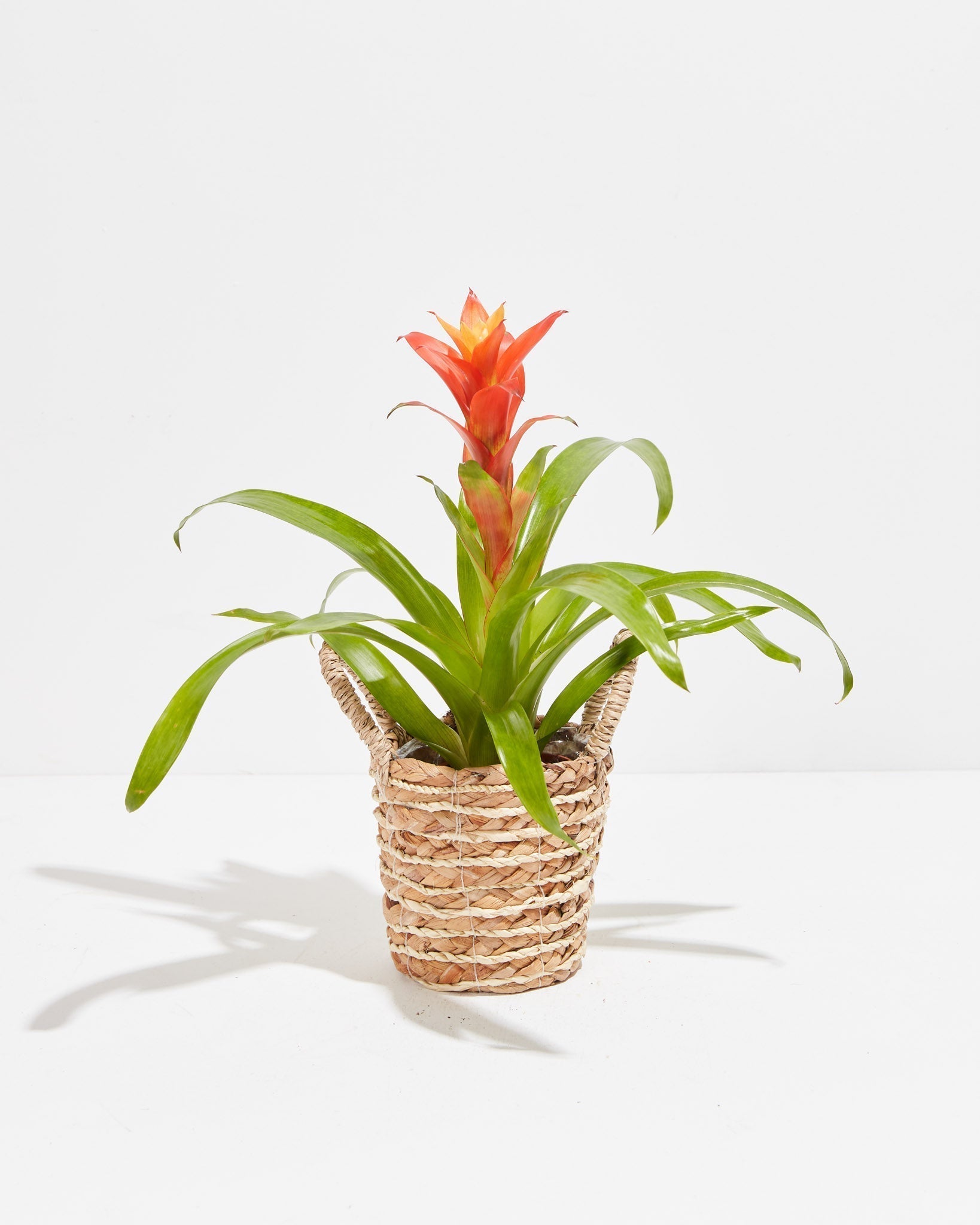 Bromeliad Guzmania - Indoor Plants - PB_GUZ_BAS_LI_4IN1 - Varnish + Vine - 17