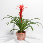 Bromeliad Guzmania - Indoor Plants - PB_GUZ_CP_GW_4IN1 - Varnish + Vine - 14