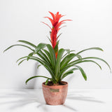 Bromeliad Guzmania - Indoor Plants - PB_GUZ_CP_GW_4IN1 - Varnish + Vine - 14