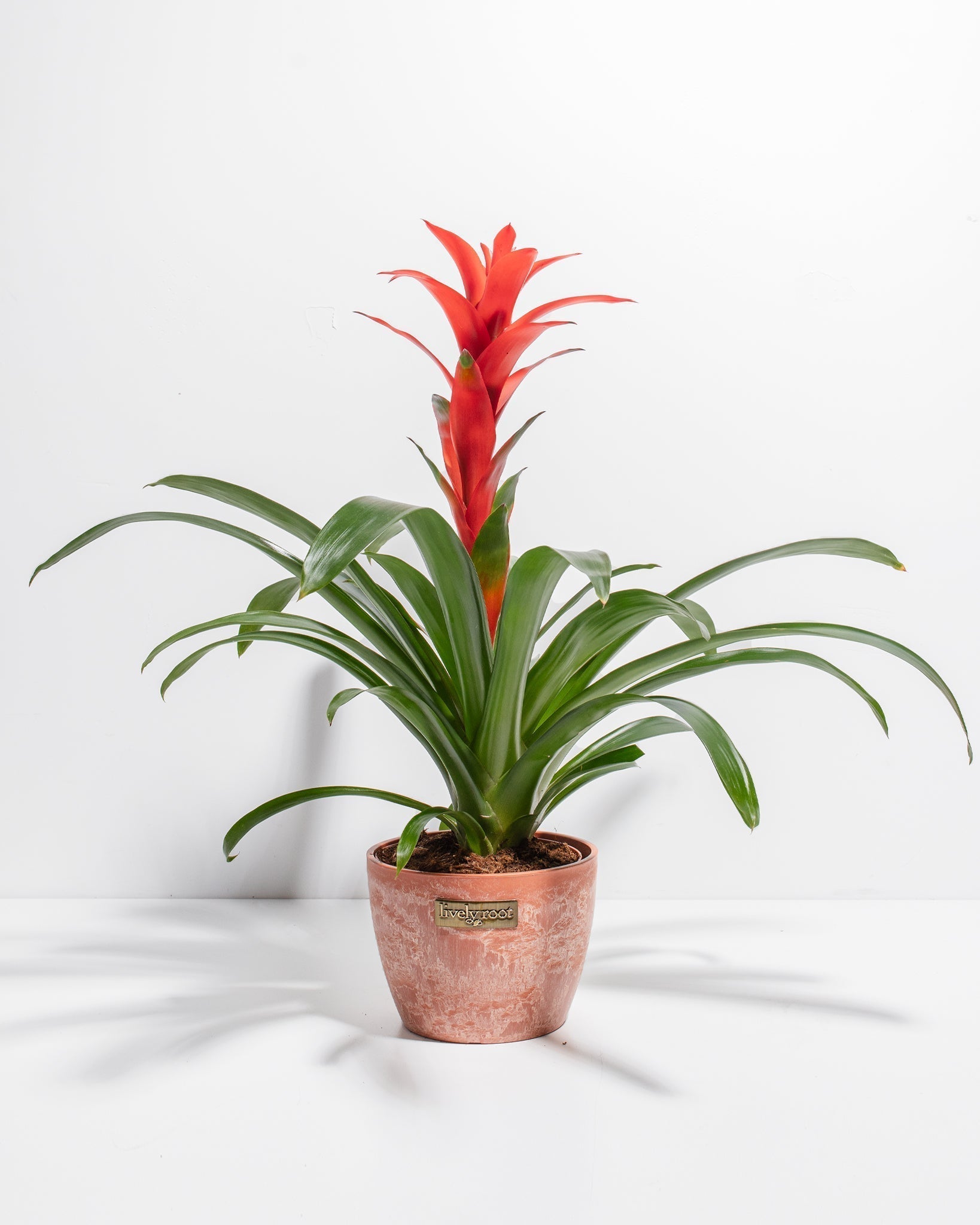 Bromeliad Guzmania - Indoor Plants - PB_GUZ_CP_GW_4IN1 - Varnish + Vine - 14