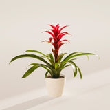 Bromeliad Guzmania - Indoor Plants - PB_GUZ_ECO_CO_4IN1 - Varnish + Vine - 55