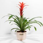 Bromeliad Guzmania - Indoor Plants - PB_GUZ_CP_GW_4IN1 - Varnish + Vine - 15
