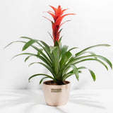 Bromeliad Guzmania - Indoor Plants - PB_GUZ_CP_GW_4IN1 - Varnish + Vine - 15