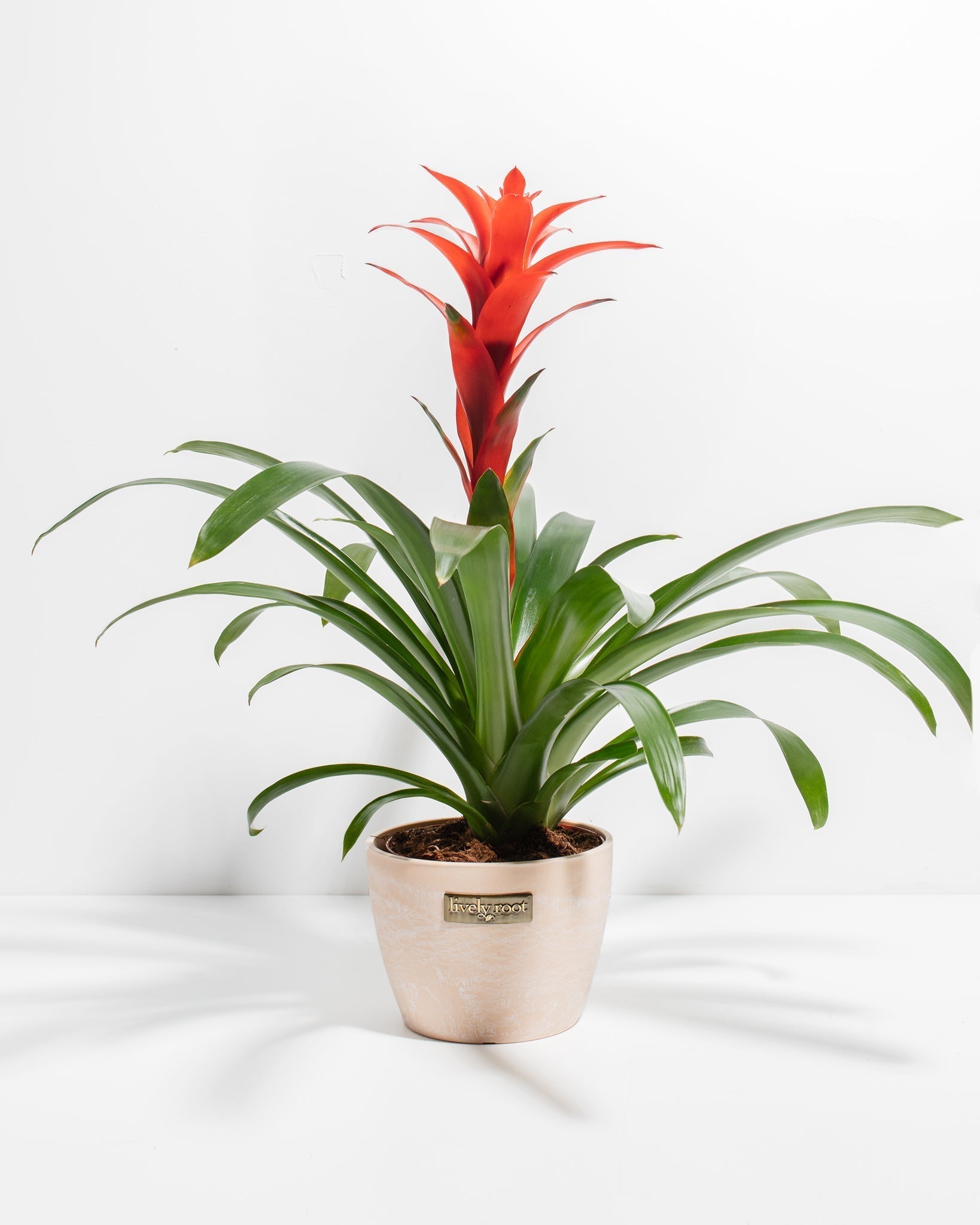 Bromeliad Guzmania - Indoor Plants - PB_GUZ_CP_GW_4IN1 - Varnish + Vine - 15