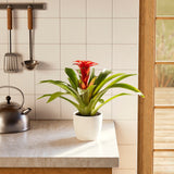 Bromeliad Guzmania - Indoor Plants - PB_GUZ_ECO_CH_6IN1 - Varnish + Vine - 31